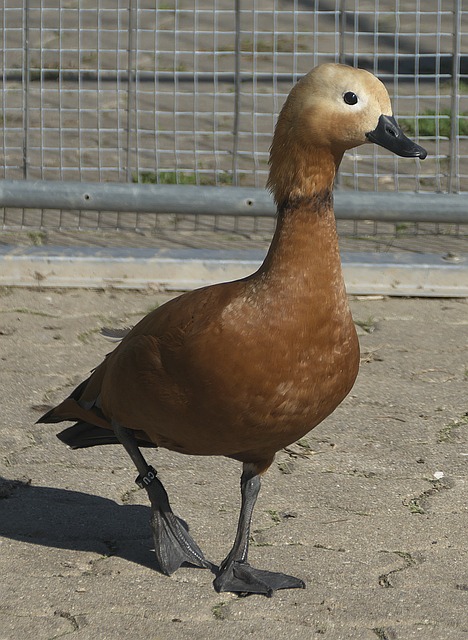 将传统与时